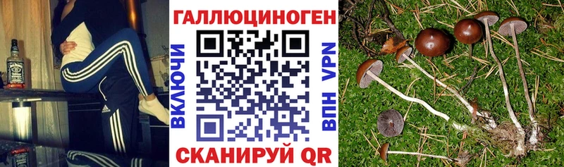Купить закладки  Заринск  Галлюциногенные грибы Psilocybe 